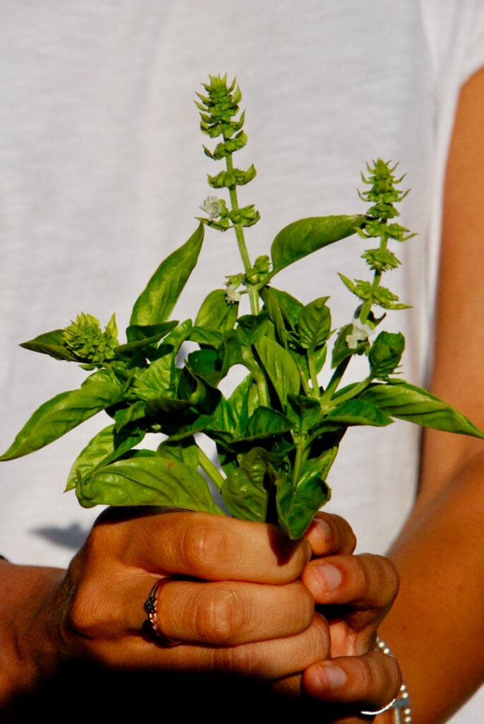 dsc 0424 | Bananna Kitchen